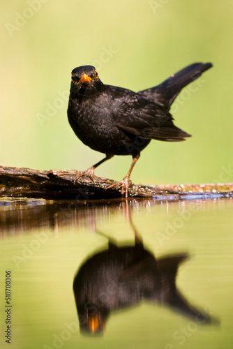 Merel, Common Blackbird, Turdus merula photo