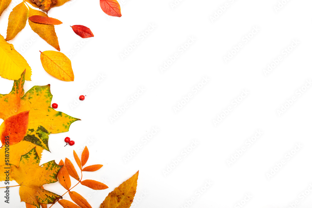 Autumn border, yellow maple leaves isolated on white, copy the space on the right side