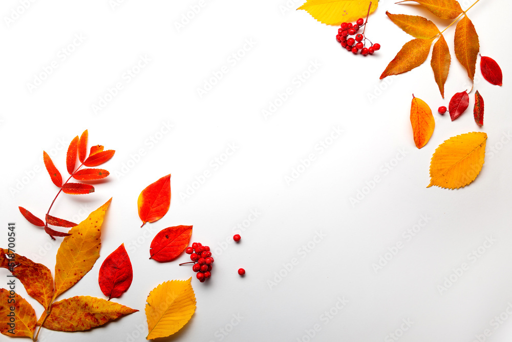 Layout of yellow autumn leaves on a white background,thematic background with autumn mood, rowan leaves and berries on the sides copy space in the center