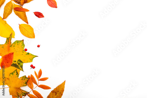 Autumn border  yellow maple leaves isolated on white  copy the space on the right side