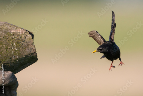 Spreeuw, Common Starling, Sturnus vulgaris photo