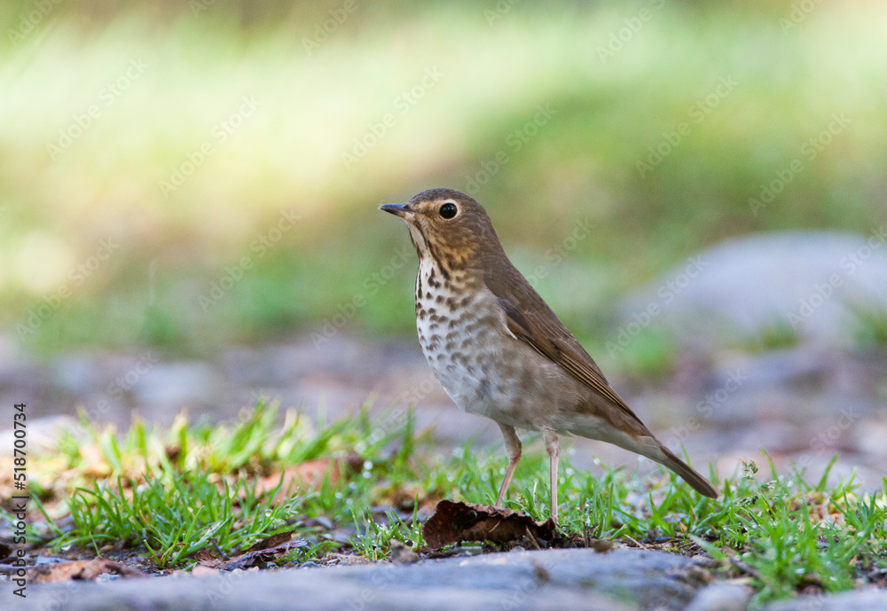 Dwerglijster, Swainson's Thrush, Catharus ustulatus