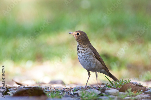 Dwerglijster, Swainson's Thrush, Catharus ustulatus photo