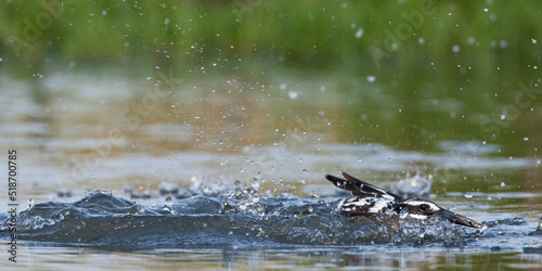 Bonte IJsvogel, Pied Kingfisher, Ceryle rudis photo