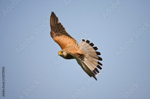 Torenvalk, Common Kestrel, Falco tinnunculus photo