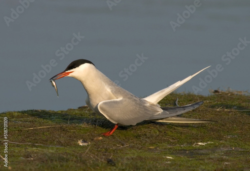Common Tern, Visdief, Sterna hirundo photo