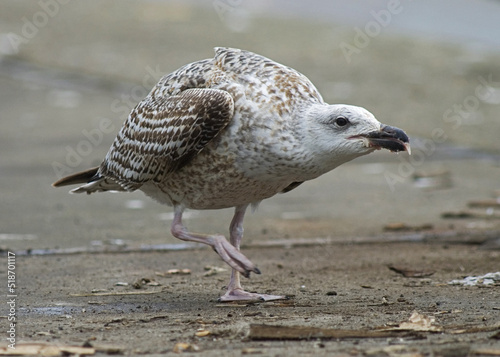 Greater Black-backed Gull, Grote Mantelmeeuw, Larus marinus photo
