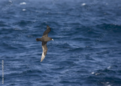 White-chinned Petrel  Witkinstormvogel  Procellaria aequinoctialis