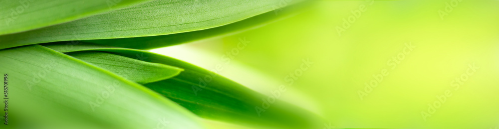 blurry leaves nature of summer green leaves natural green leaf plant used as wallpaper background blurry leaves nature of summer green leaves natural green leaf plant used as wallpaper background