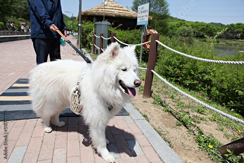 한국의애완동물강아지입니다 photo