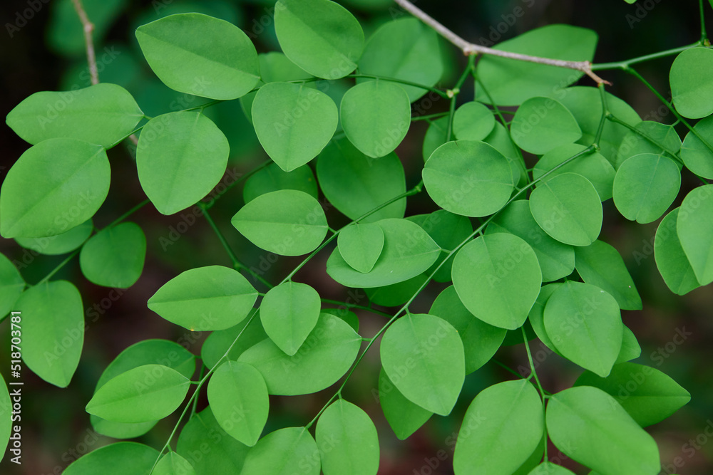close-up of green leaves in forest close-up of green leaves in forest