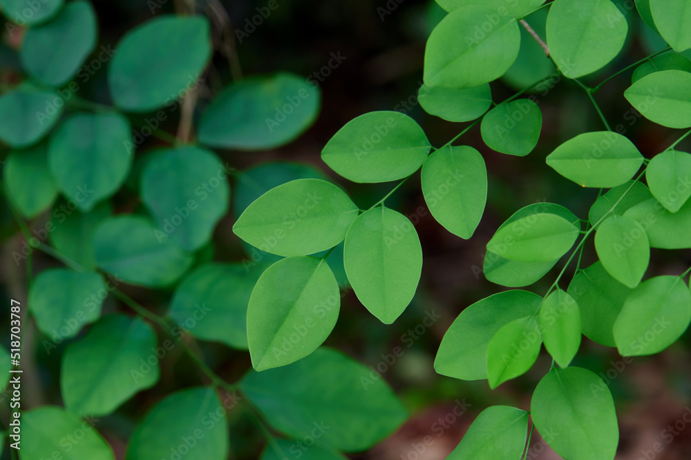 close-up of green leaves in forest close-up of green leaves in forest