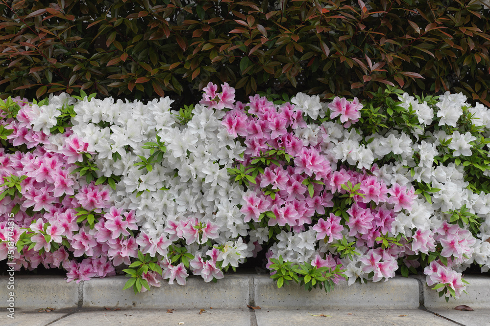 pink and white Azalea flowers in hedge