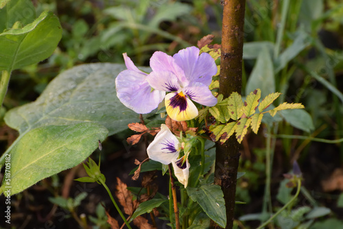 flowers grow in the garden