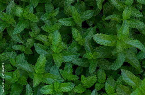 Mint leaves fully grown and ready to be harvested. photo