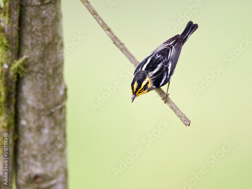 Oranjekeelzanger, Blackburnian Warbler, Dendroica fusca photo