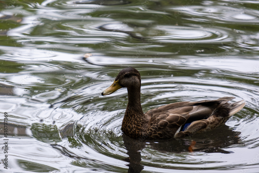 Mallard in a pond