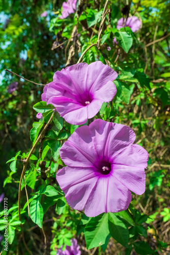 Morning flowers in the garden.