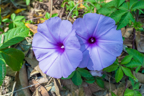 Morning flowers in the garden.
