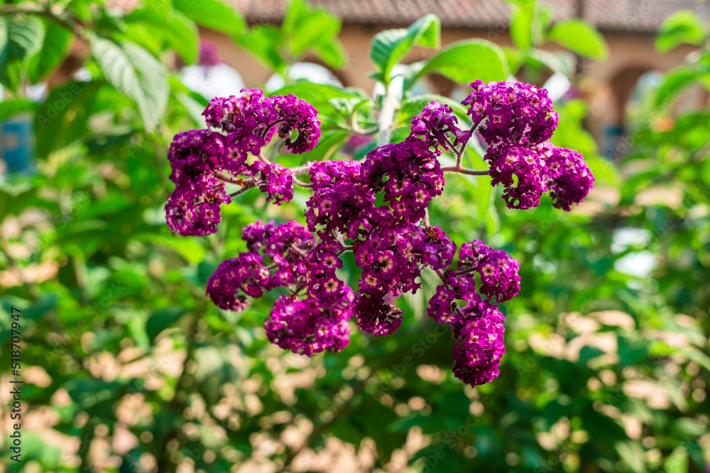 bunch of lilac flowers bunch of lilac flowers