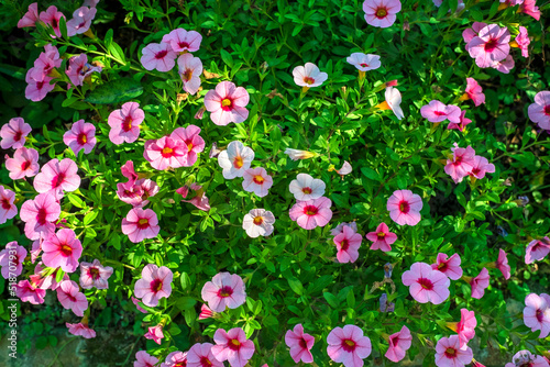 spring flowers in the garden