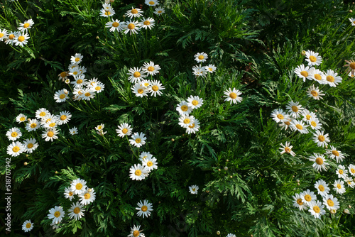 field of daisies