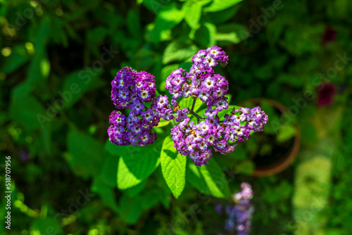 purple flowers in the garden