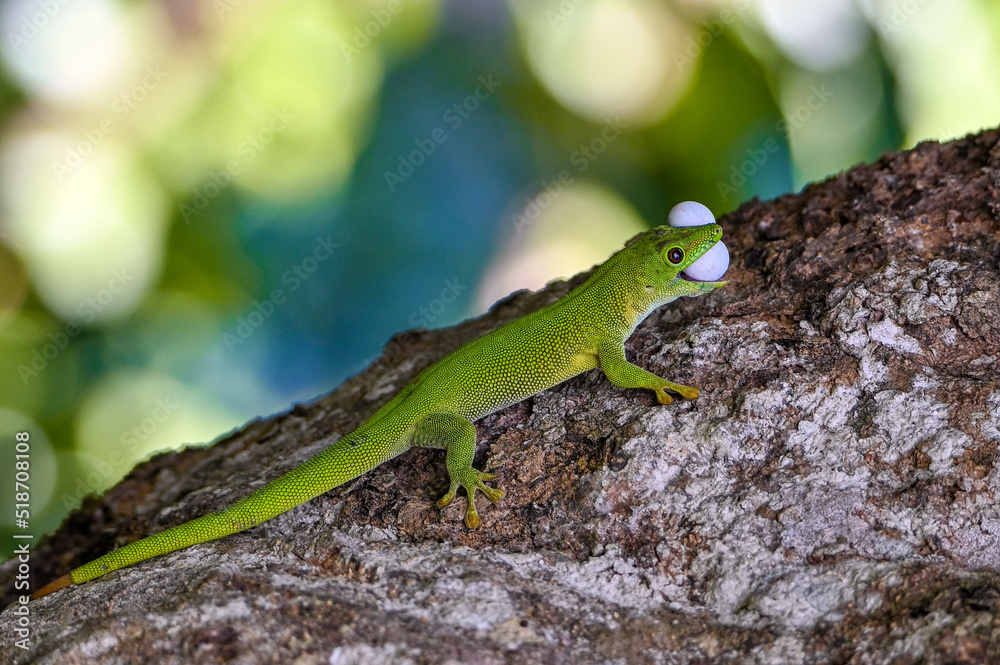 Fototapeta premium Phelsuma madagascariensis – gecko, Madagascar nature