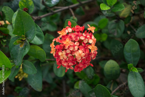 Beautiful floral plant in garden. Flower nursery, Heracleum mantegazzianum, pink colour.	