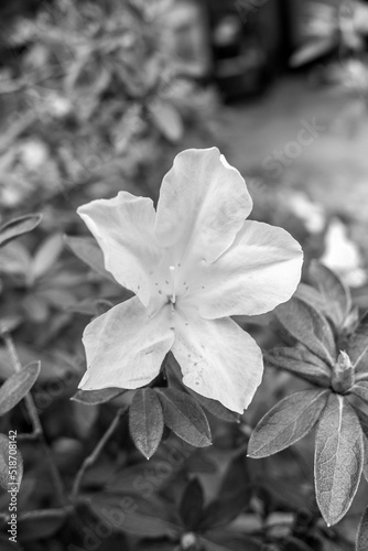 black and white flower.