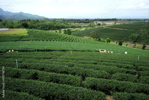 field of tea
