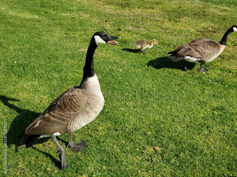 country goose on the grass country goose on the grass