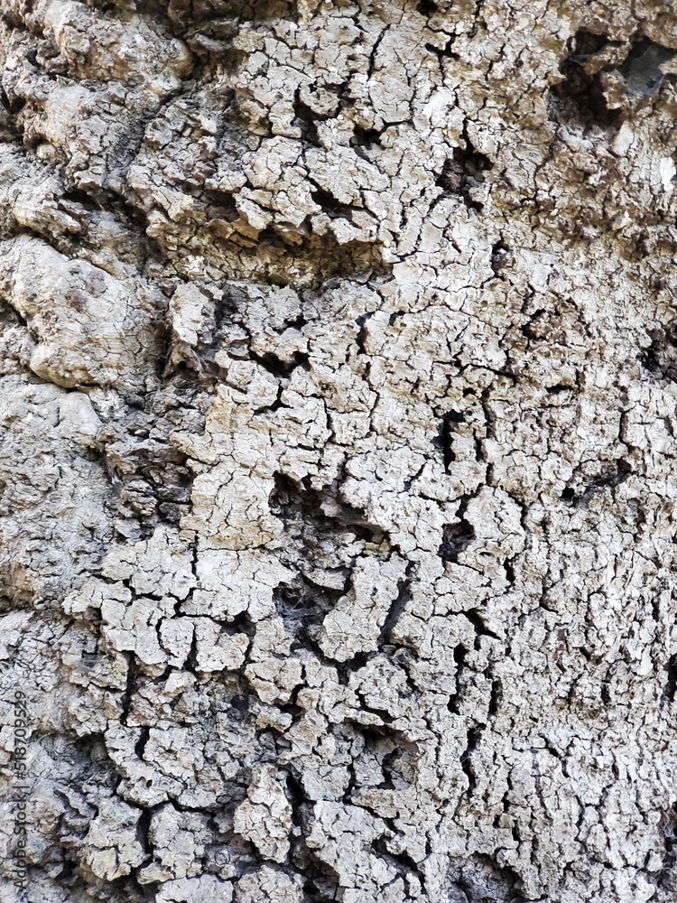 Obraz premium bark of a tree
