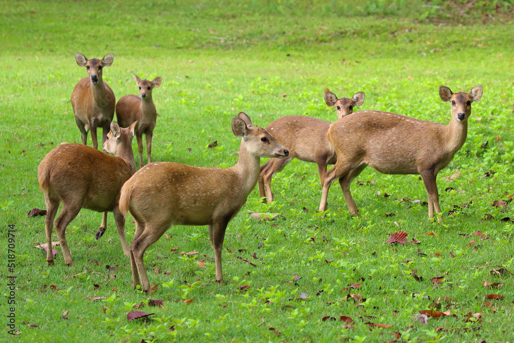 Wild brow-antlered deer in Phu Khieo Wildlife Sanctuary, Thailand Wild brow-antlered deer in Phu Khieo Wildlife Sanctuary, Thailand