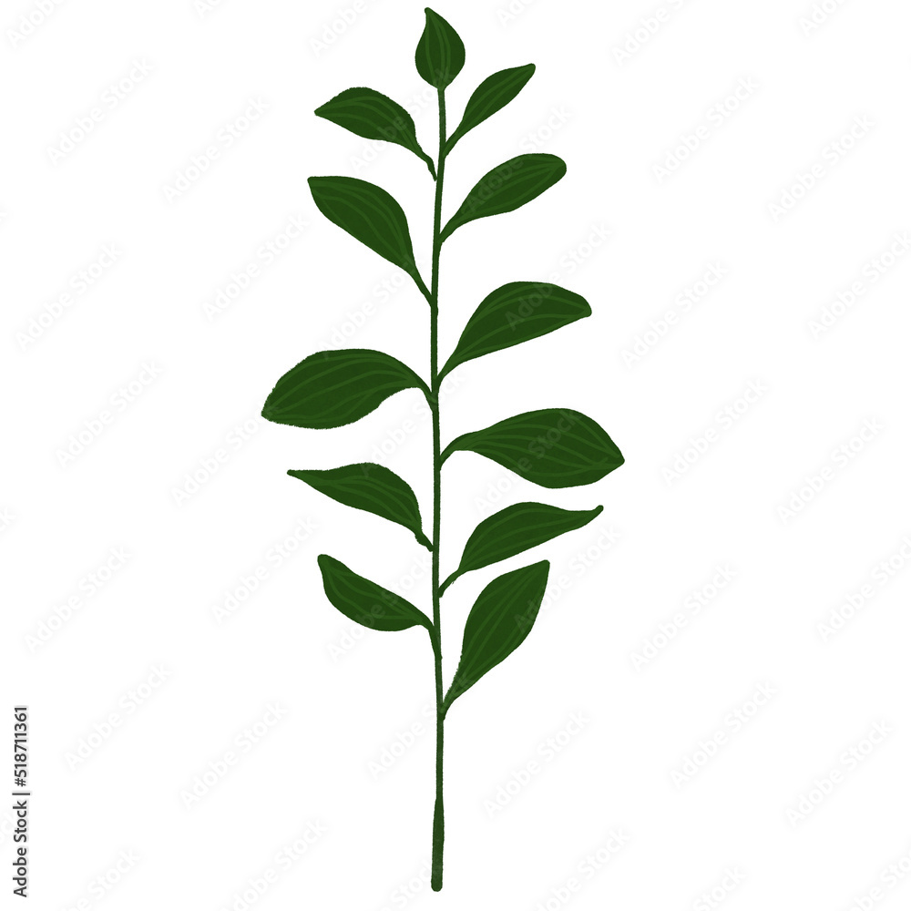 Hand drawn Green leaf and leaves illustrative