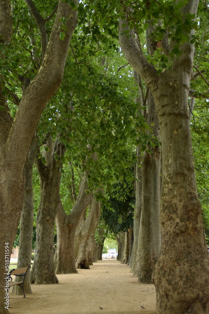 Fototapeta premium tree in the park