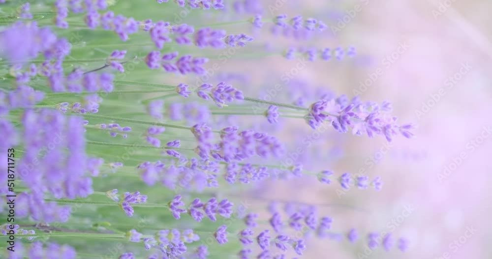 Vertical Screen lavender flowers wind swaying in morning, close-up. Beautiful blooming purple lavender. Violet aromatic flowers at french provence field. Natural lavender background. 4k tender footage Vertical Screen lavender flowers wind swaying in morning, close-up. Beautiful blooming purple lavender. Violet aromatic flowers at french provence field. Natural lavender background. 4k tender footage