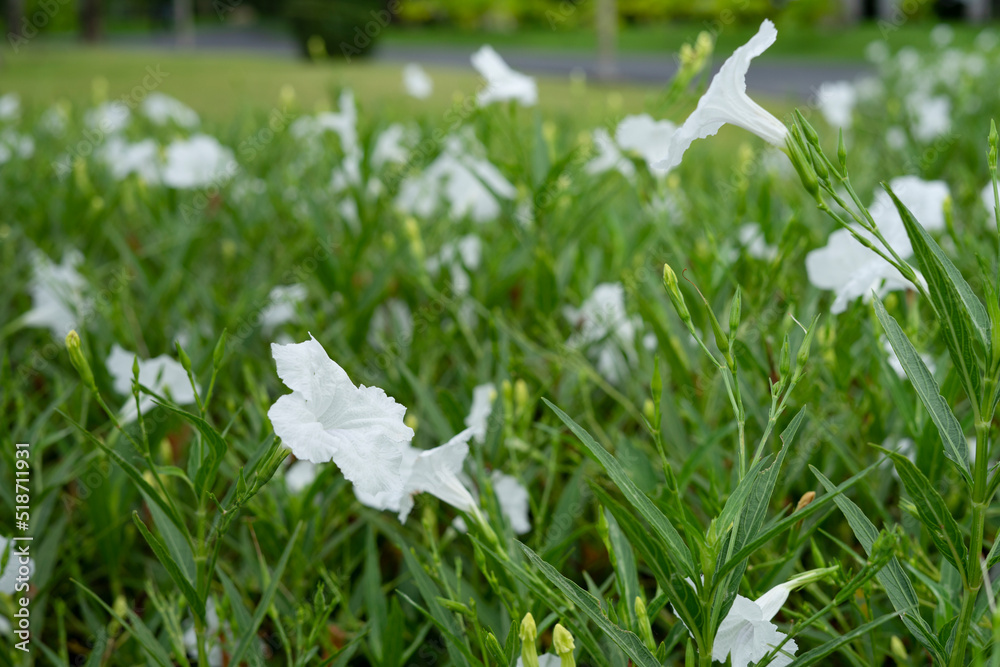Beautiful white ruellia simplex flowers in the garden, the Mexican ...
