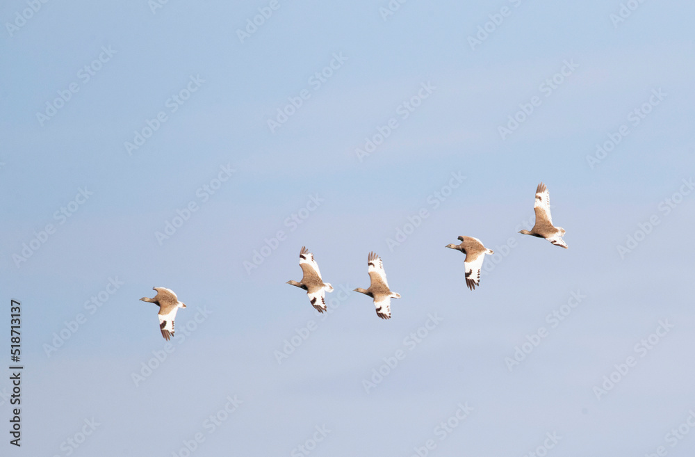 Little Bustard, Tetrax tetrax