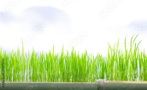 Green Grass Border With fog and mountain Background