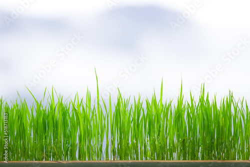 Green Grass Border With fog and mountain Background