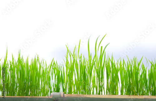 Green Grass Border With fog and mountain Background