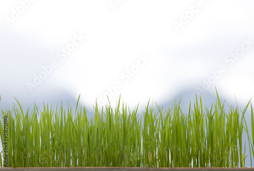 Green Grass Border With fog and mountain Background