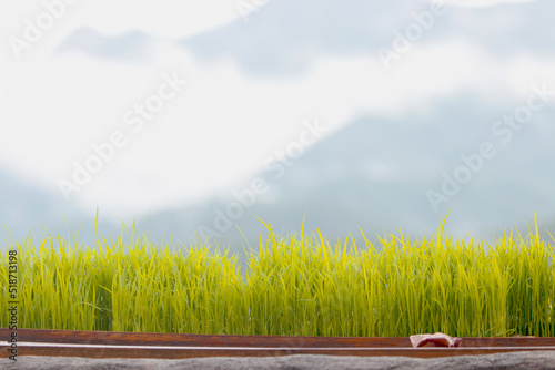 Green Grass Border With fog and mountain Background