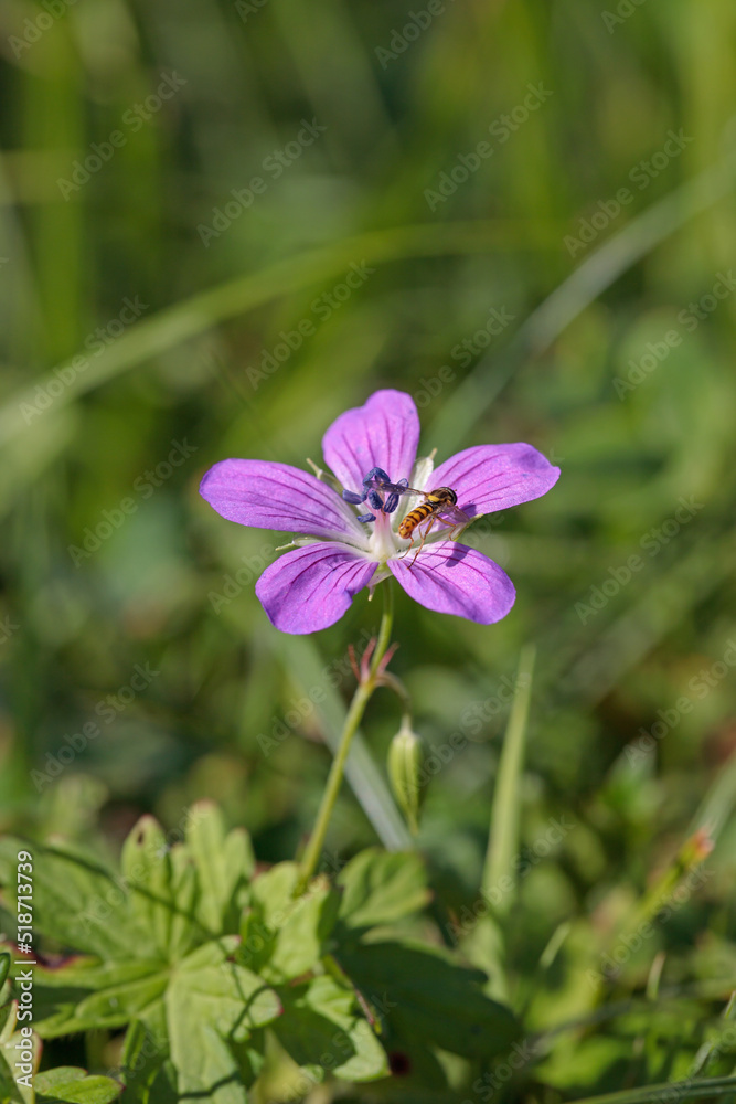 Blossom of marsh cranesbill (Geranium palustre) and a hoverfly.