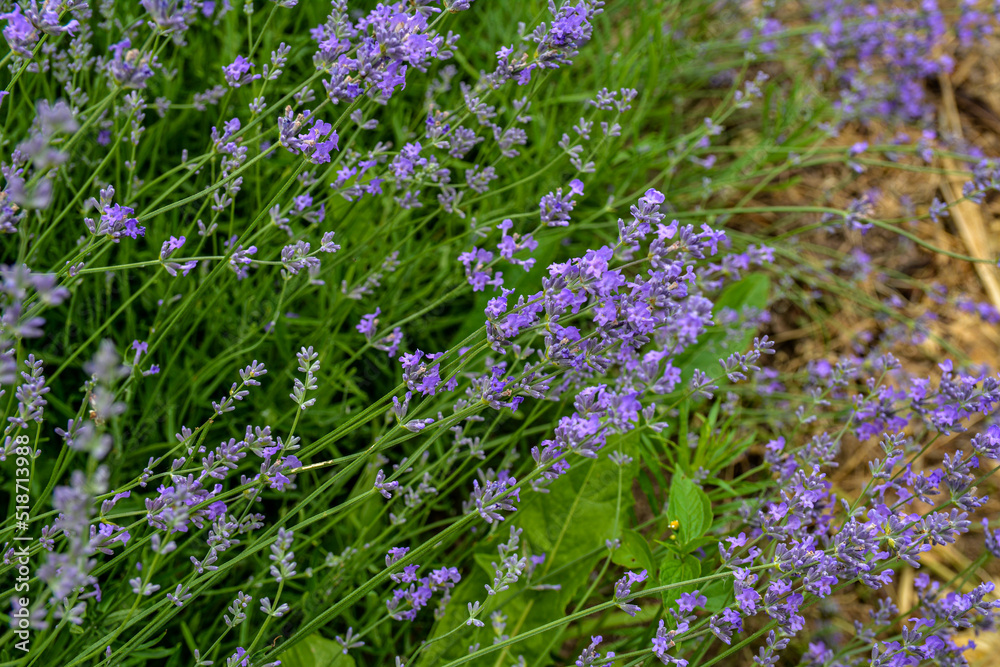 Blooming lavender in a field at sunset.