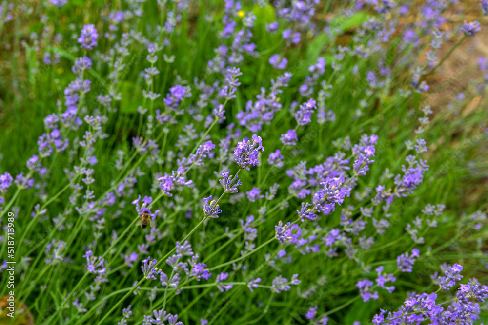 Obraz premium Blooming lavender in a field at sunset.