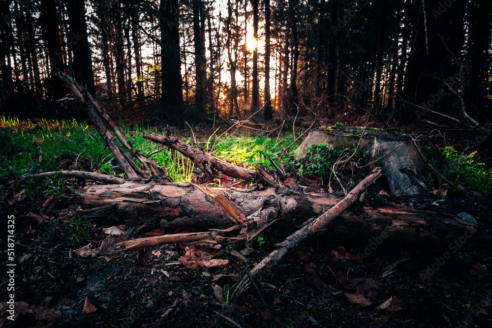 Sonne blinzelt durch das Unterholz im Wald