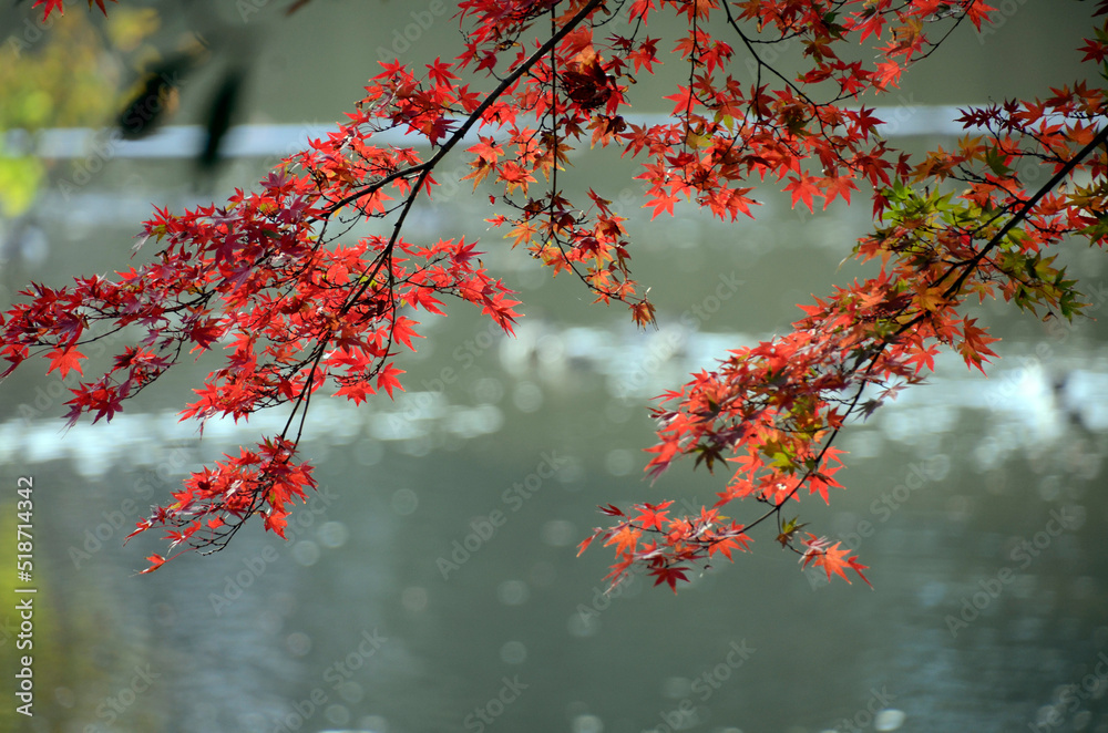 池と紅葉