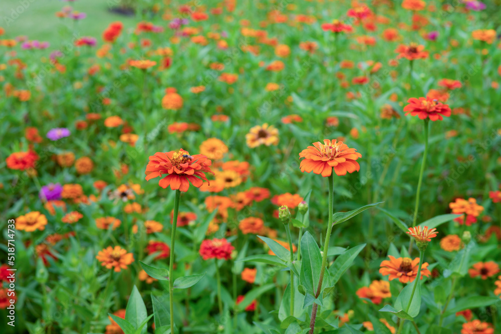 beautiful zinnia flowers blooming in the garden